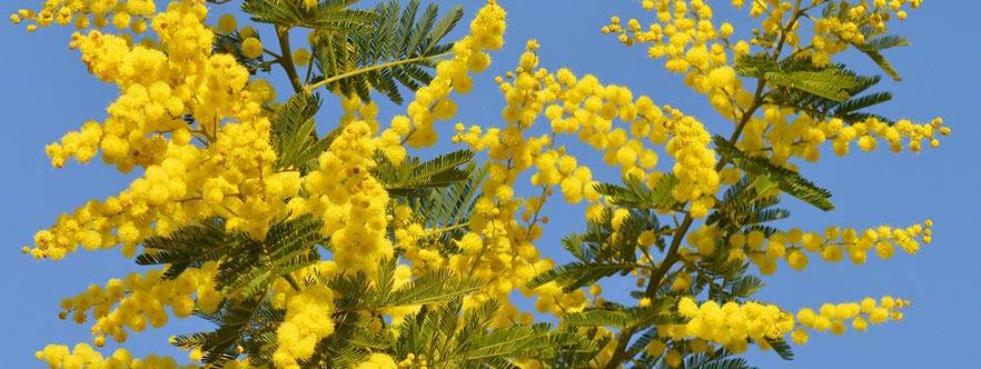 8 Marzo - A cosa dobbiamo l'usanza di regalare la mimosa?